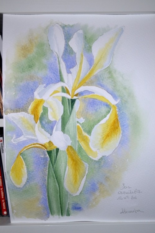 iris